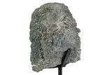 Fossil Sauropod Vert Process Section w/ Metal Stand - Colorado #383253-2